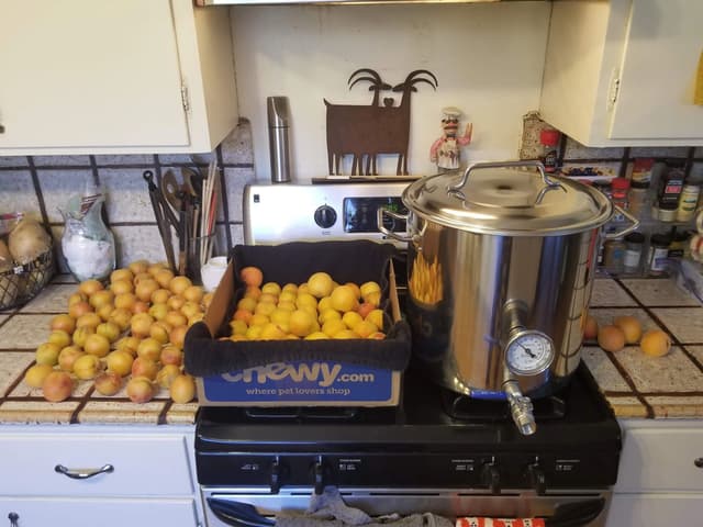 How Many Apricots?